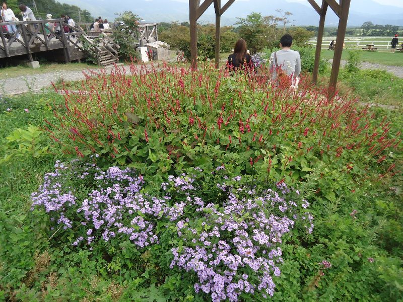  (5)　　昼食会　　　サンメドーズ　　清泉寮_b0248920_08442772.jpg