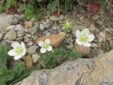 f0149422_22475714.jpg