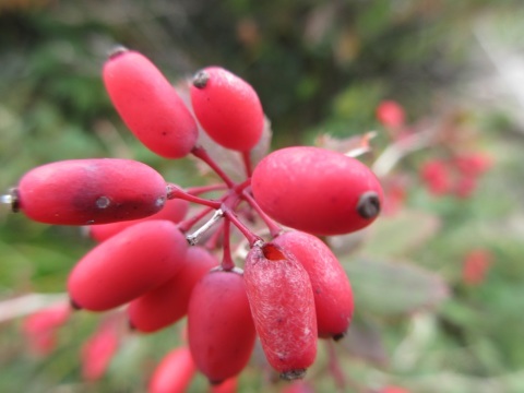 f0149422_22483235.jpg