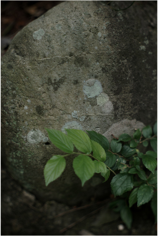 1878 伽藍写（2017年8月10日エルマジ95㎜F2.2で東大寺乱写）1　あっと驚愕！　_b0226423_21203830.jpg