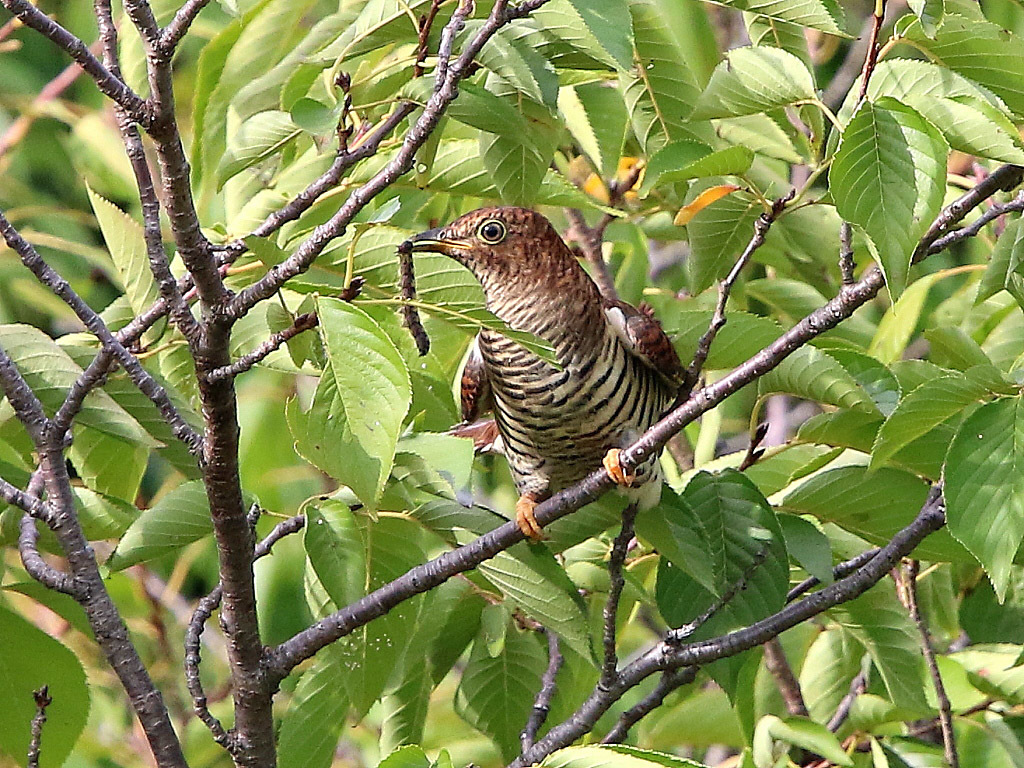 公園　ツツドリ_f0368325_15562981.jpg