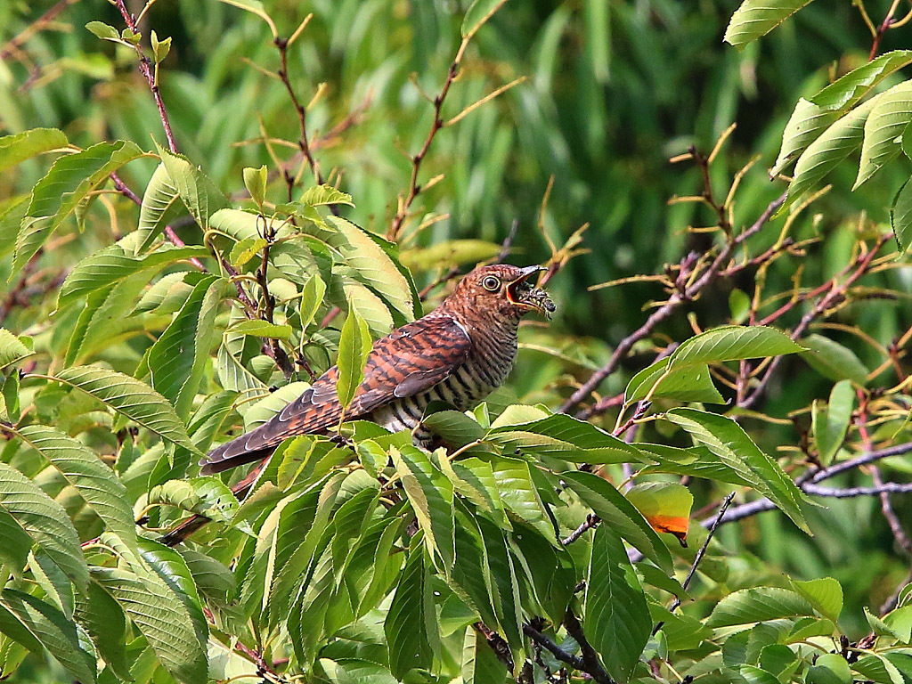 公園　ツツドリ_f0368325_15591122.jpg