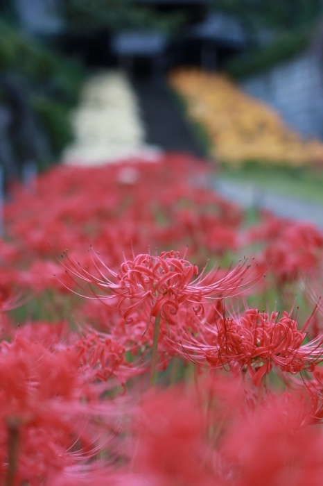 【西方寺】_f0348831_21261182.jpg