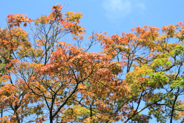 福島県白河市散策その２南湖公園_f0229832_22534175.jpg