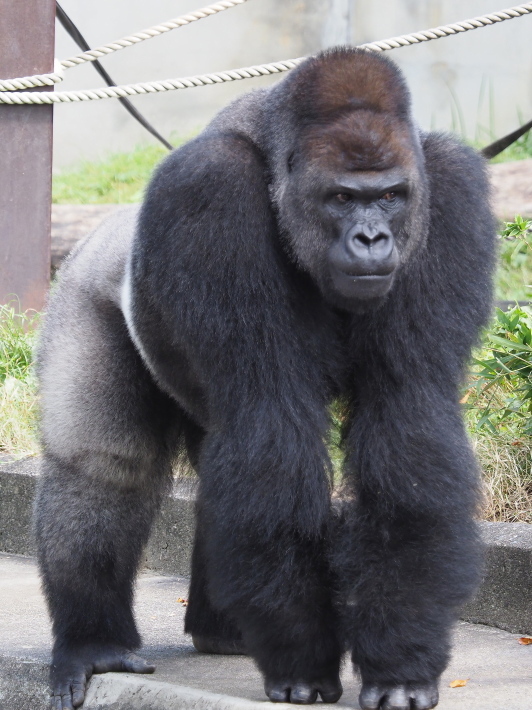 荒れるシャバーニにも理由あり 東山動物園17 9 10 ヒトのたぐい ゴリラと愉快な仲間たち 荒れるシャバーニにも理由あり 東山動物園17 9 10 ヒトのたぐい ゴリラと愉快な仲間たち