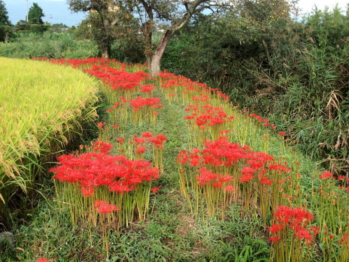 上鳥渡の彼岸花_b0077541_08444602.jpg