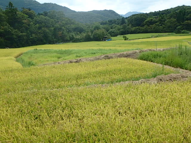f0334143_72544.jpg