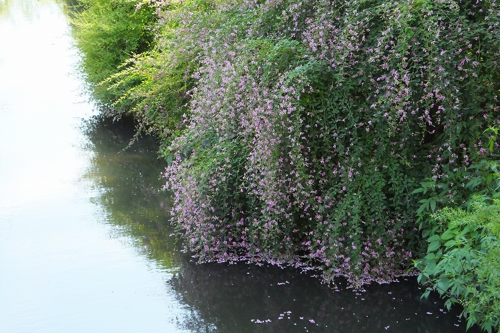 水辺の、この滝のような萩が好き_b0236251_13295666.jpg