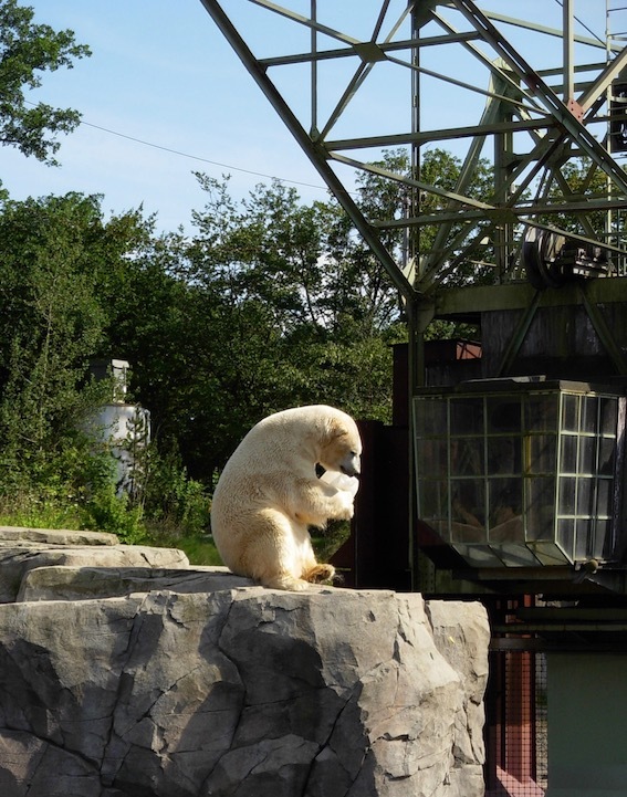 Zooにて ー シロクマさん_e0365654_18574372.jpg