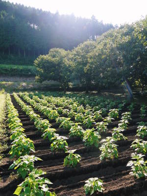 無農薬・無化学肥料で育てた栗の王様「利平栗」 平成29年度はまもなく出荷!予約受付は残りわずかです!_a0254656_17334301.jpg