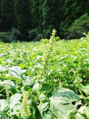無農薬・無化学肥料で育てた栗の王様「利平栗」 令和5年度はまもなく出荷開始!完売まで残りわずか!_a0254656_17580298.jpg