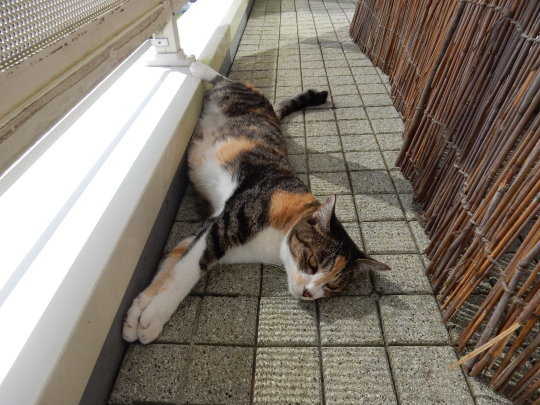 ’17,9,14(木)今日は9回目のこころちゃん記念日です!_f0060461_10492394.jpg