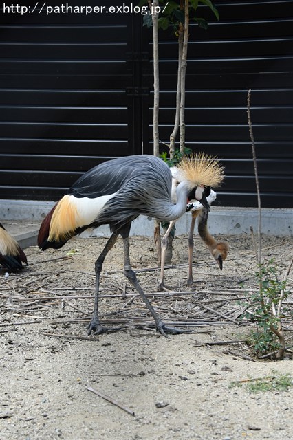 ２０１７年９月　天王寺動物園　その６　ドリルのドン_a0052986_7215893.jpg