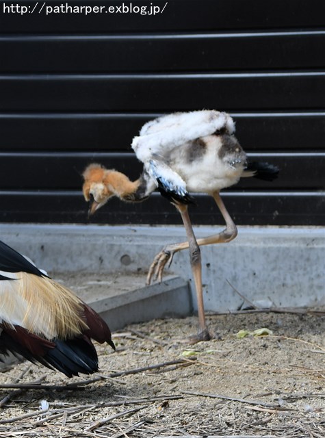 ２０１７年９月　天王寺動物園　その６　ドリルのドン_a0052986_723279.jpg