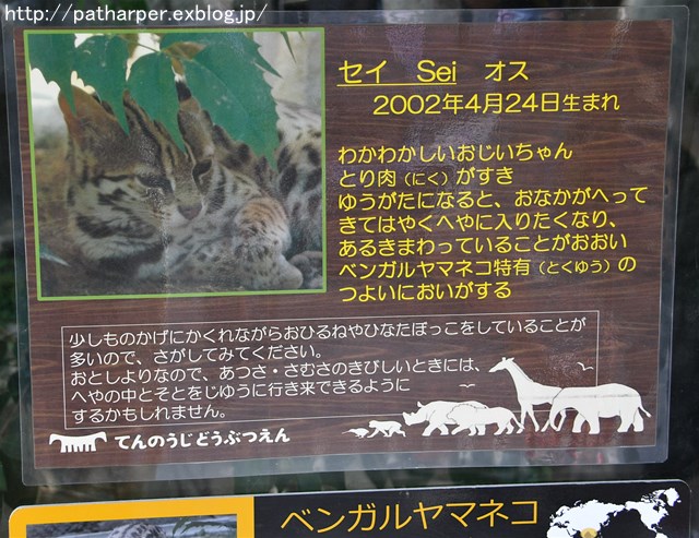 ２０１７年９月　天王寺動物園　その６　ドリルのドン_a0052986_7331439.jpg