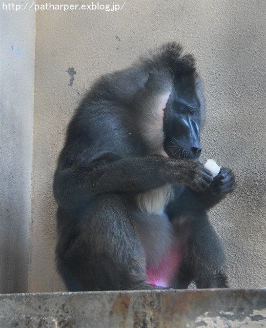 ２０１７年９月　天王寺動物園　その６　ドリルのドン_a0052986_7421546.jpg