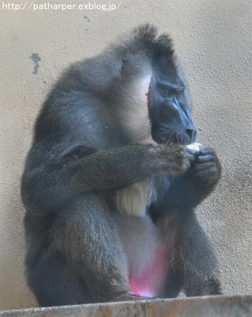 ２０１７年９月　天王寺動物園　その６　ドリルのドン_a0052986_7432122.jpg