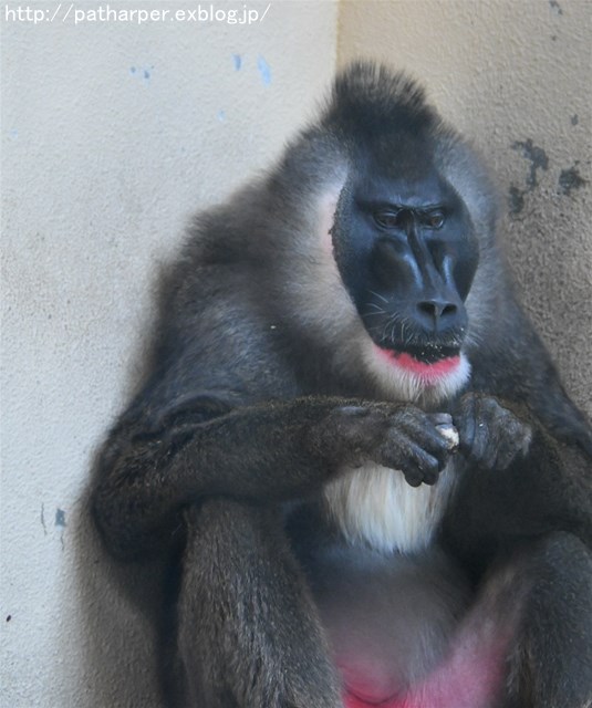 ２０１７年９月　天王寺動物園　その６　ドリルのドン_a0052986_7433228.jpg