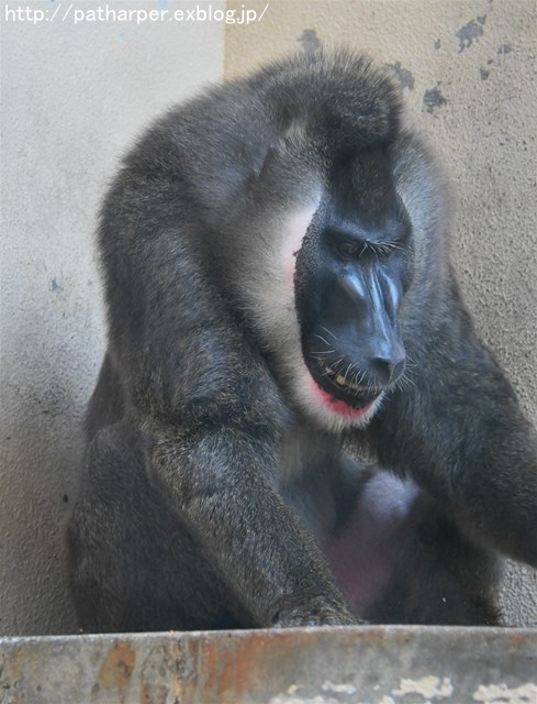 ２０１７年９月　天王寺動物園　その６　ドリルのドン_a0052986_7443419.jpg