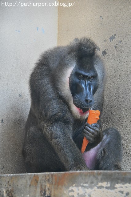 ２０１７年９月　天王寺動物園　その６　ドリルのドン_a0052986_746061.jpg