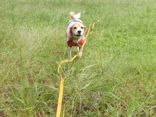 うちの犬はなぜ鹿の角を齧るようになったのか_a0319693_840485.jpg