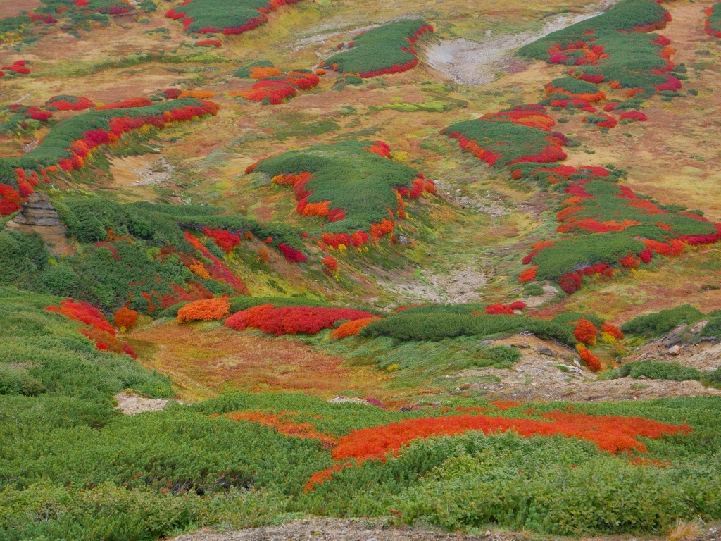 大雪山の紅葉、2017.9.11ーその3ー_f0138096_16241086.jpg