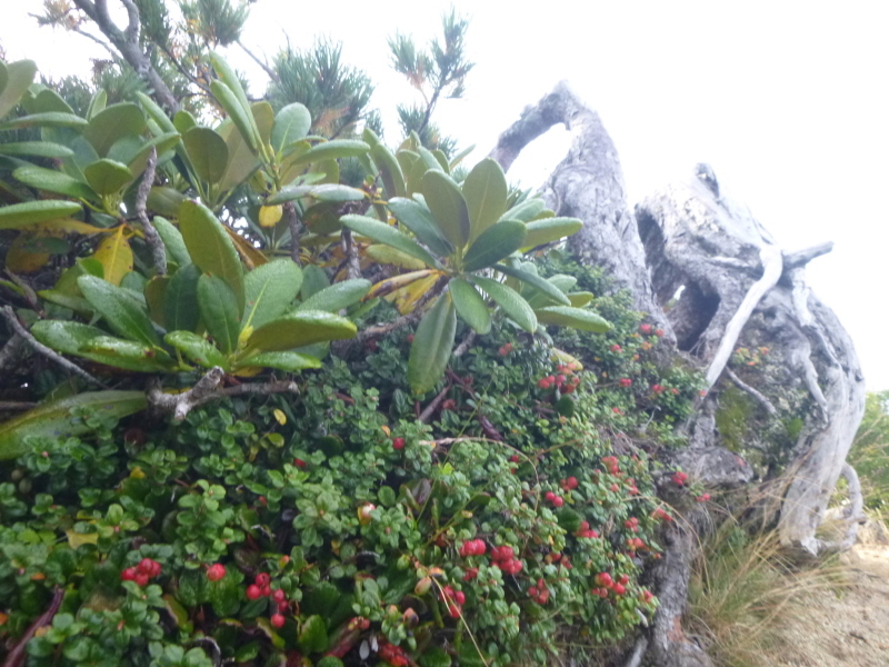 鳳凰三山　地蔵岳から観音岳(2,840.7M) に向かう  NO １_d0170615_08333840.jpg