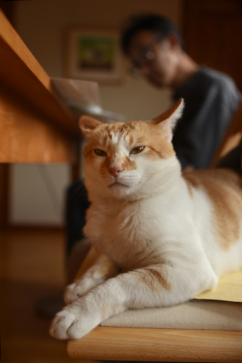 猫の手も借りたい?_b0259218_21205150.jpg