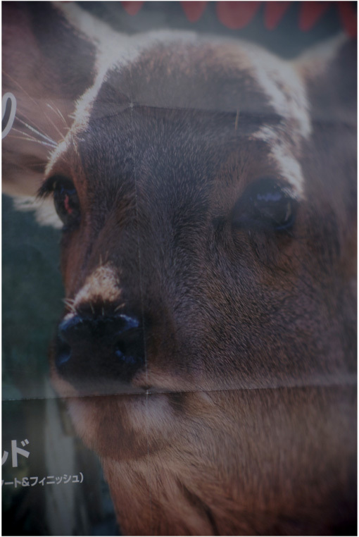 1879 伽藍写（2017年8月10日エルマジ95㎜F2.2で東大寺乱写）2 奈良公園へ_b0226423_11353346.jpg