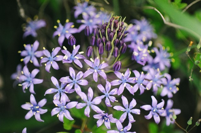 2015年　松尾寺　ニコンFG20　エリカ―V-HQ　SUPER　MACRO　90ミリF2.5_e0149335_19372535.jpg