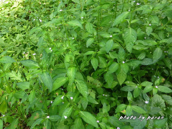 秋に入って公園各所で野草の開花が目立ちます。_c0137342_13515949.jpg