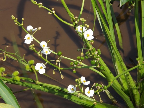 ちっちゃな花の水生草_f0333346_10463667.jpg