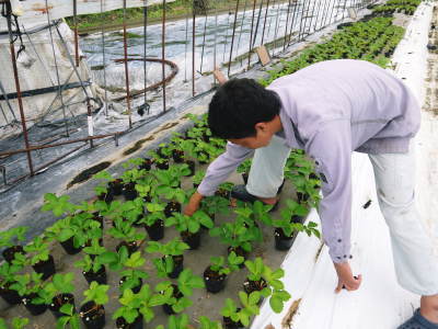 熊本限定栽培品種のイチゴ『熊紅(ゆうべに)』 まもなくハウスに定植です!苗床では元気な苗が育っています!_a0254656_18104423.jpg