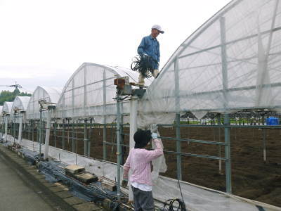 熊本限定栽培品種のイチゴ『熊紅(ゆうべに)』 まもなくハウスに定植です!苗床では元気な苗が育っています!_a0254656_18364832.jpg