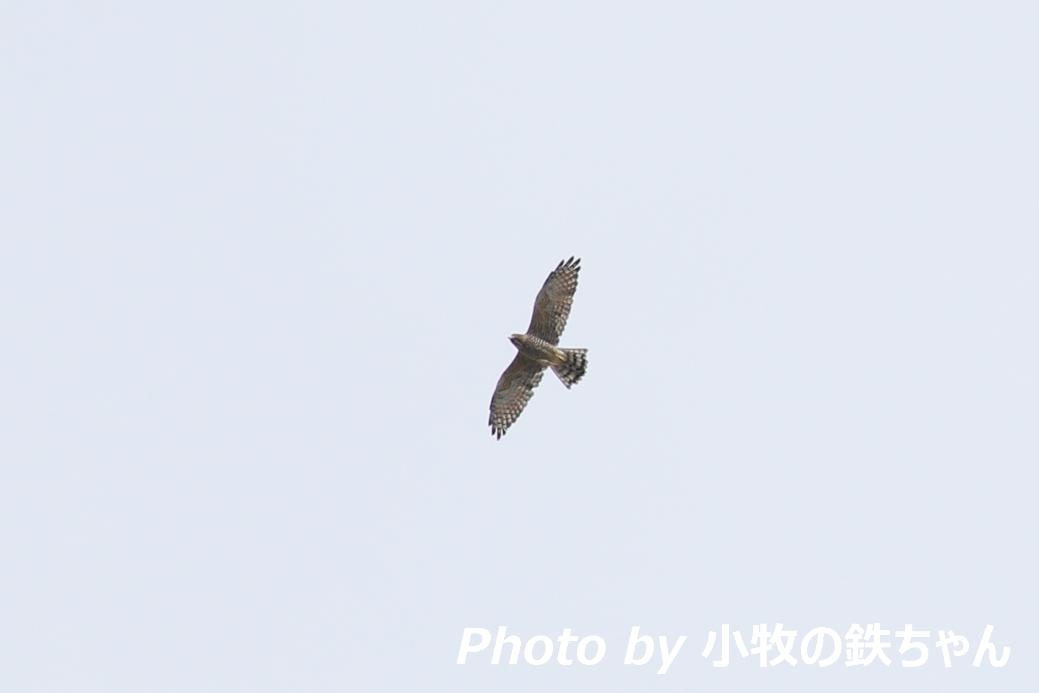 2017年 秋のタカの渡り　～金華山：サシバ・ハチクマ・ノスリ・ツミ～_a0343856_21522010.jpg