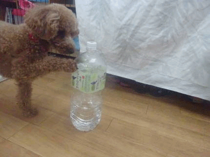 a0338800_21302236.gif
