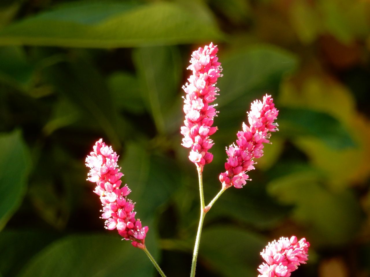 植物も擬態する?_c0025115_21281021.jpg