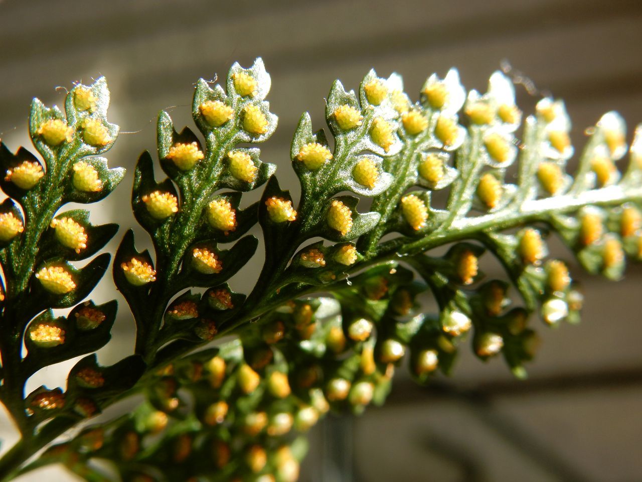 植物も擬態する?_c0025115_21283075.jpg