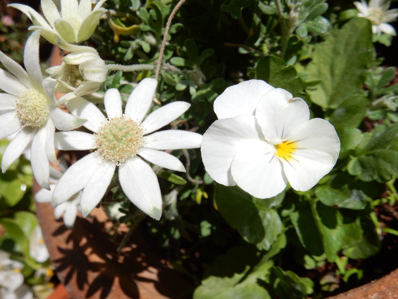 植物も擬態する?_c0025115_21285869.jpg