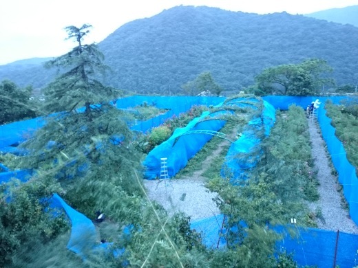 e0135518_18140241.jpg