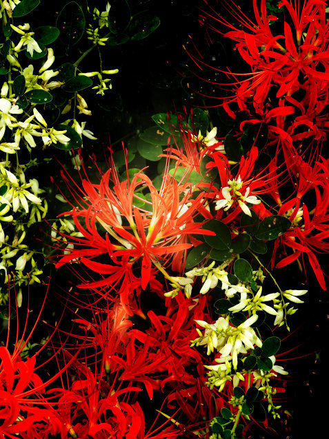 a0248728_21342075.jpg