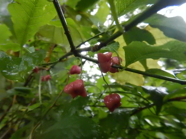 f0118332_11031147.jpg