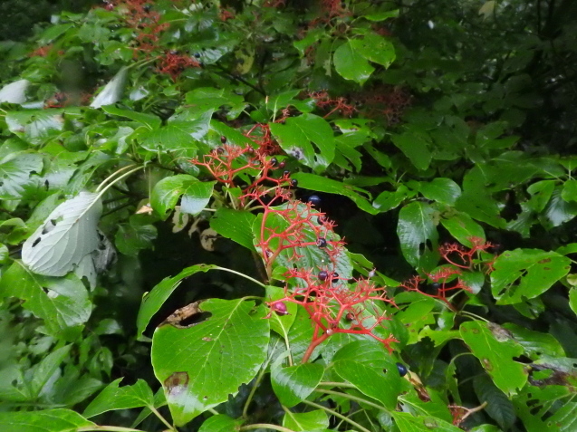 f0118332_11054152.jpg