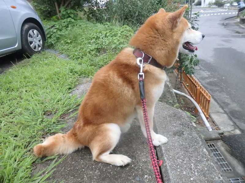 台風前日_a0054240_2041110.jpg