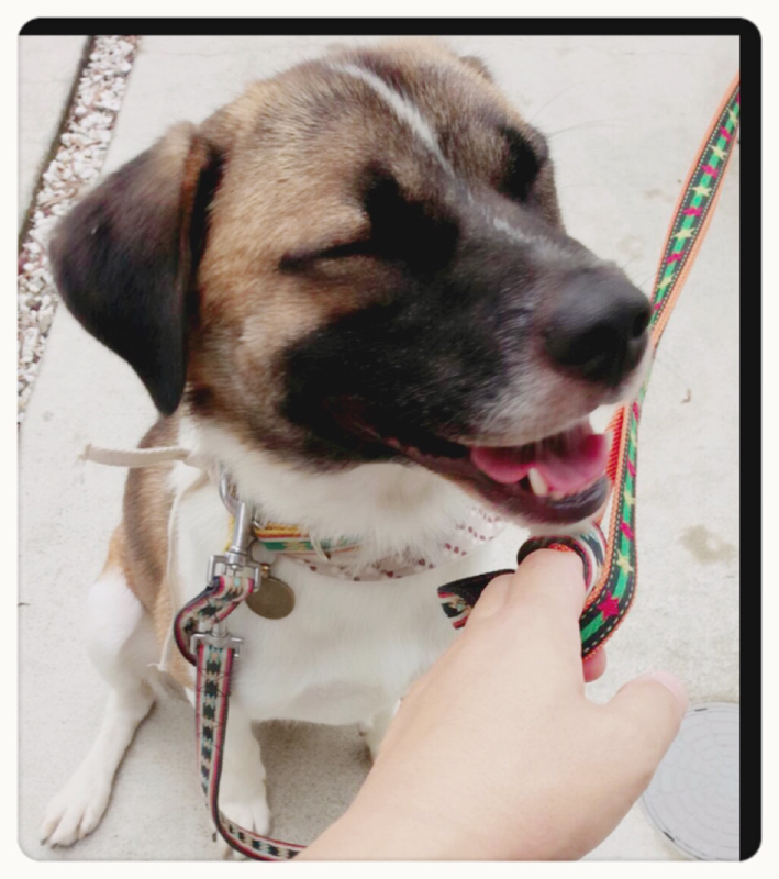 素敵な笑顔を見せてくれてありがとう 犬との穏やかな日々 素敵な笑顔を見せてくれてありがとう 犬との穏やかな日々