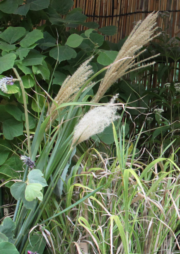 大阪　長居植物園　秋の七草展　９月１５日～１０月１日_c0108146_19434324.jpg