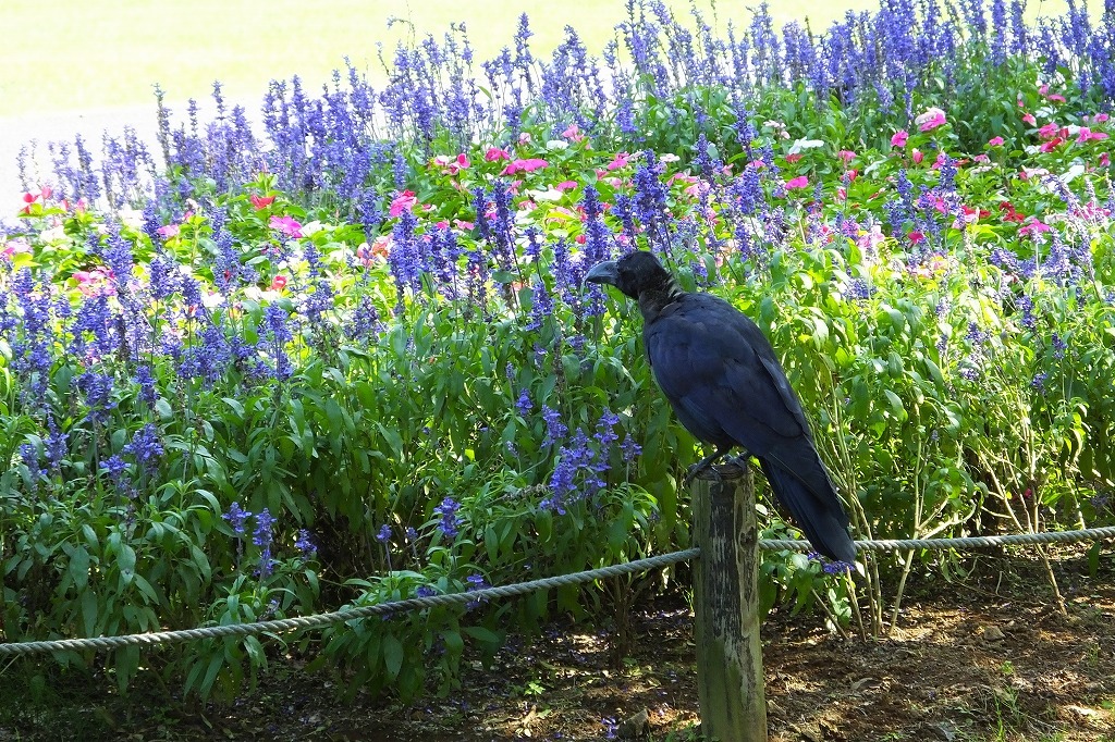 水戸の公園で散策 3 花を食べるカラス 軽やかなステップの白鷺 ぶらり散歩 四季折々フォト日記 水戸の公園で散策 3 花を食べるカラス 軽やかなステップの白鷺 ぶらり散歩 四季折々フォト日記