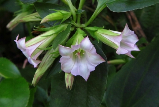 a0018655_13531978.jpg