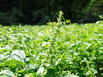 無農薬・無化学肥料の熊本県菊池水源産『えごま油』『えごま粒』 白えごまの開花と黒えごまの成長の様子(2017)_a0254656_16502130.jpg