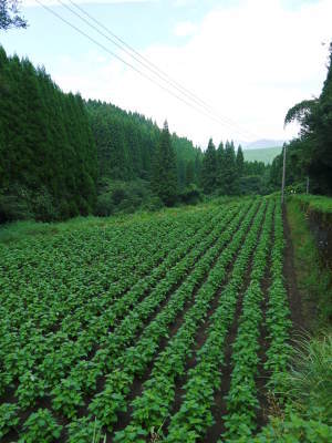 無農薬・無化学肥料の熊本県菊池水源産『えごま油』『えごま粒』 白えごまの開花と黒えごまの成長の様子(2017)_a0254656_16564455.jpg
